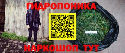 шишки Кимры